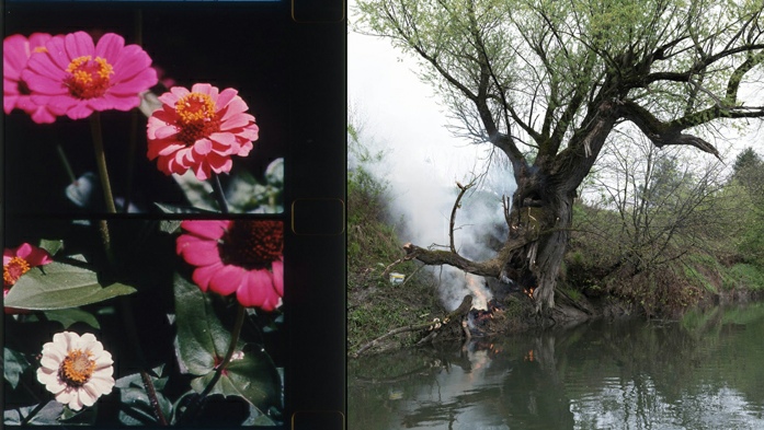 A gauche: Rose Lowder, Bouquets 31-40 (still), 2014–22. Courtesy Rose Lowder and Lightcone. A droite: Karol Palczak, Drzewo płonące (Burning Tree) (still), 2022. 